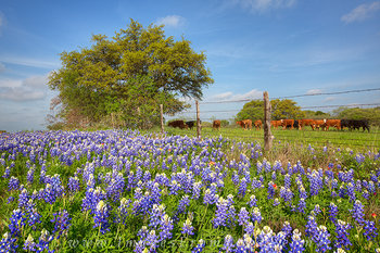 Bluebonnets on the Range 1