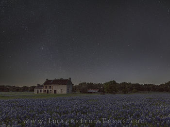 Bluebonnets under Starry Skies 1