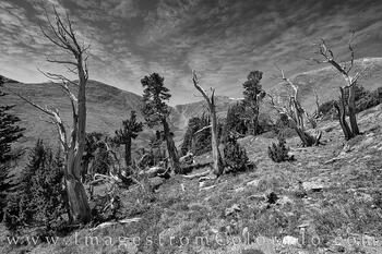 Goblins of the Bristlecone Pine Black and White 1