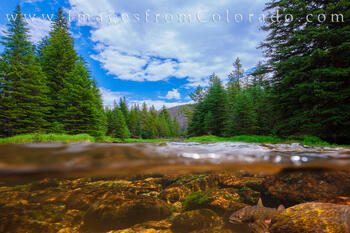 Brook Trout in the North Inlets, RMNP R7818 1