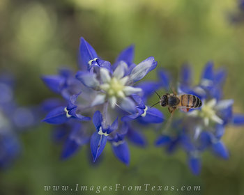 Busy Bees 2