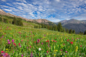 Butler Gulch Wildflower Explosion