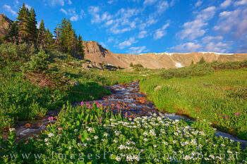 Butler Gulch Wildflowers 720-3