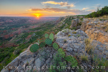 Sunset comes to Palo Duro Canyon. Seen here from the edge of the cliff, a prickly pear cactus bathes on the last warming light of a Fall evening.