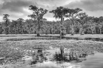 Caddo Lake Cypress in Black and White 1