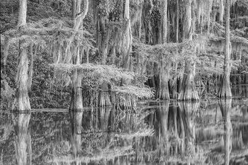 Caddo Lake State Park Black and White 1