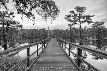 Caddo Lake State Park 1 Black and White