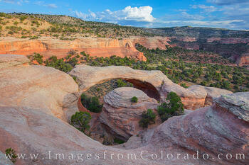 Cedar Arch Late Afternoon 2