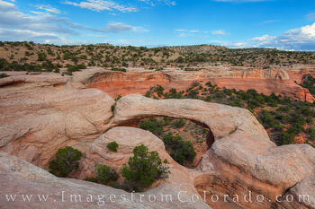 Cedar Arch, Late Afternoon 3