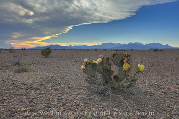 Chihuahuan Desert Prickly Pear Cactus 1