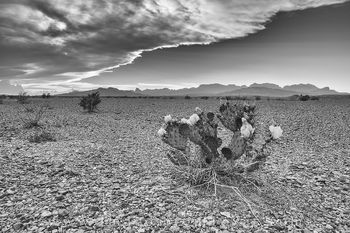 Chihuahuan Desert Prickly Pear Black and White 1