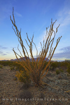 Chisos Mountains November Morning 3