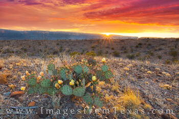 Chisos Mountains Prickly Pear Sunset 1