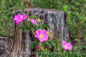 Colorado Wild Roses 1