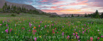Colorado Wildflower Panorama 1