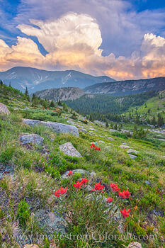 Colorado Wildflower Storms 1