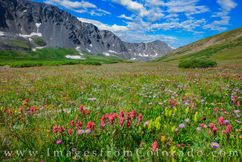 Colorado Wildflowers and Grays Peak 1