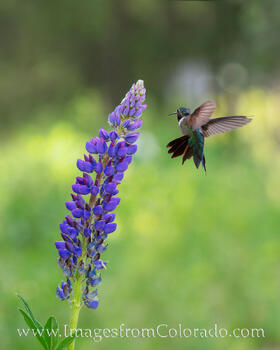 Lipine and a Hummingbird