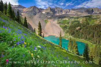 Lower Blue Lakes Wildflowers 2