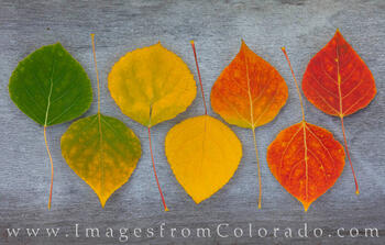 Colors of Autumn 1