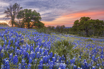 Colors of a Bluebonnet Sunset 1