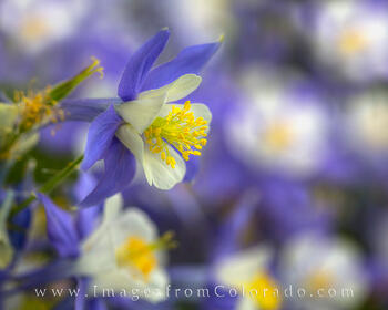 Columbine Portrait 1