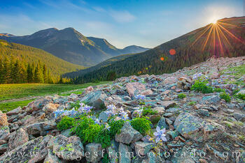 Columbine Sunrise near Berthoud Pass 725-1