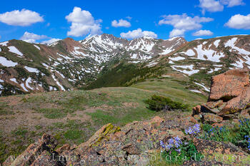 Columbine on Pettingell Peak on a Summer Morning 715-1