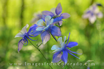 Columbine in Morning Sunshine 1