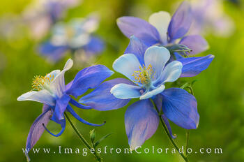 Columbine in Morning Sunshine 2
