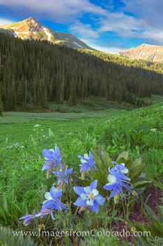 Columbine near Crested Butte 1