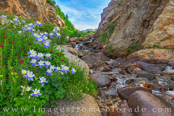 Columbine near Independence Pass 719-1