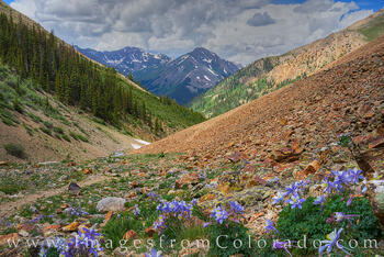 Columbine on the Silver Creek Trail near Lake City 1