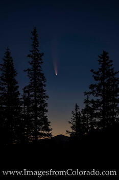 Comet NEOWISE through the Pine Trees 1