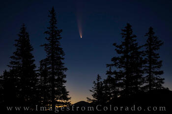 Comet NEOWISE through the Pine Trees 2