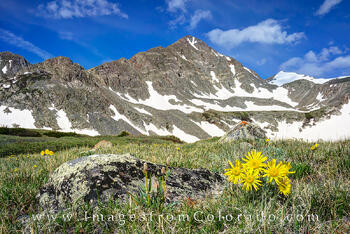 Crystal Peak and Wildflowers near Breckenridge 3