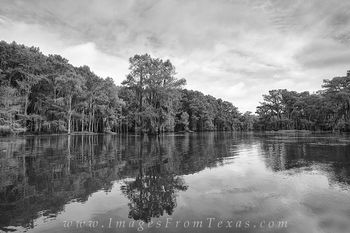 Cypress Lake Black and White 1