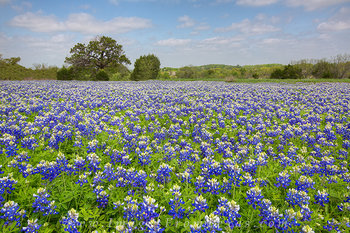 Cypress Mill Bluebonnets 1