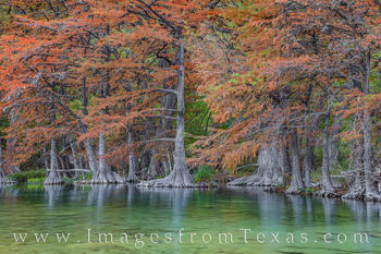Cypress along the Frio River in Fall 111-1