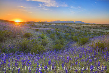 East River Road Bluebonnet Sunset, Big Bend NP 21