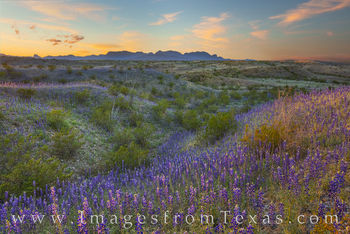 East River Road Bluebonnets, Big Bend NP 21