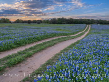 Evening Stroll through the Bluebonnets 319-1