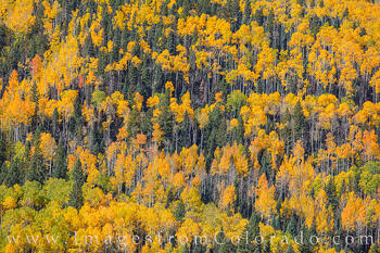Fall Colors of the San Juans 104-1