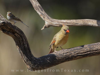 Female Cardinal 11