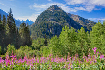 Fireweed in Summit County 1