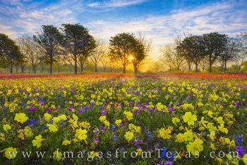 Golden Wildflower Sunrise 402-2