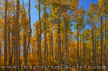 Grand Mesa Autumn Aspen 103-2