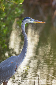 Great Blue Heron - South Padre Island 1