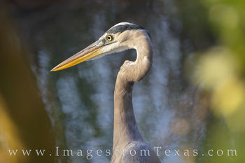 Great Blue Heron - South Padre Island 2