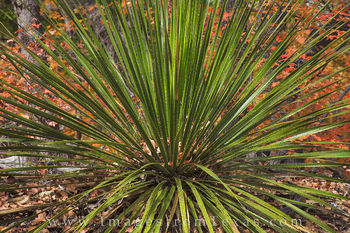 Guadalupe Mountains - Autumn Yucca 3